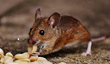 24 Hour & Emergency Exterminators in Marquisville, IA